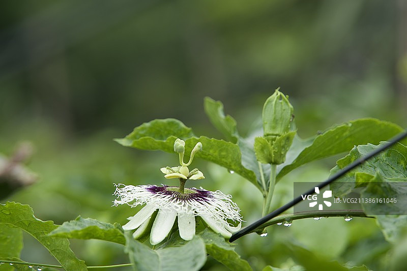 百香果花图片素材