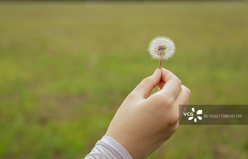 蒲公英-希望的种子图片素材