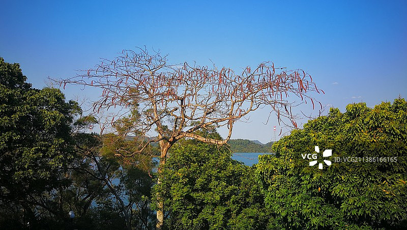 晴空下树木的低角度视图图片素材