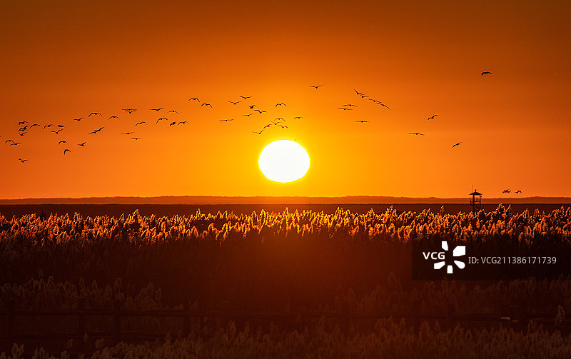 内蒙古阿拉善额济纳居延海日出风光图片素材