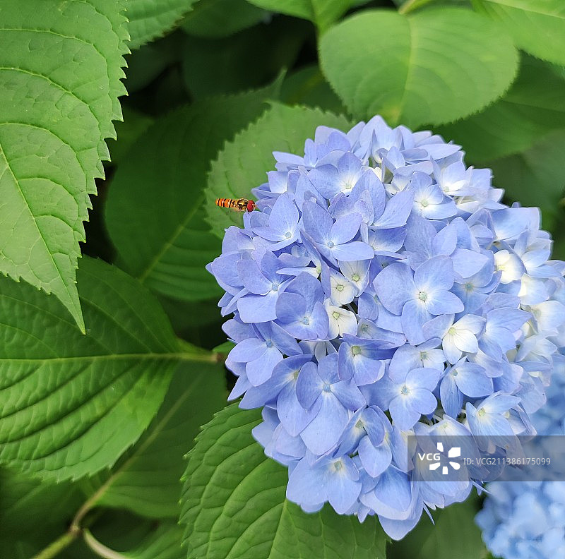 无尽夏图片素材