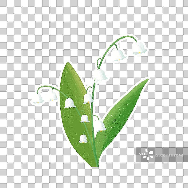 风铃花（铃兰）图片素材