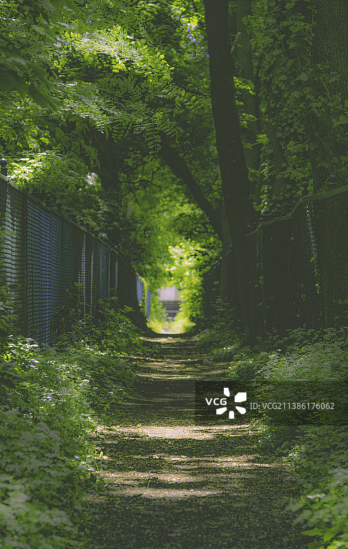 林荫小道图片素材