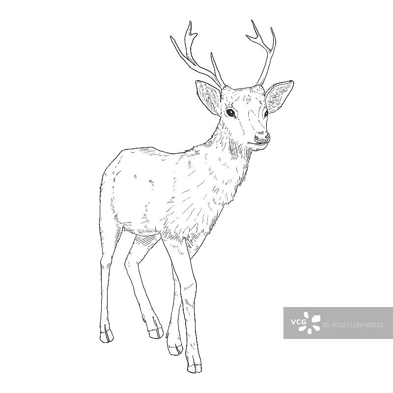白色背景上的鹿素描图片素材