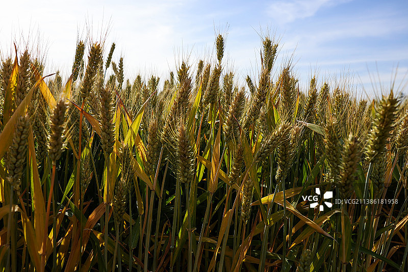 小麦长势良好丰收在望图片素材