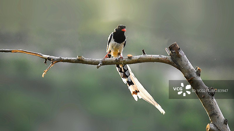 蓝嘴红雀鸟栖息在树枝上的特写镜头图片素材