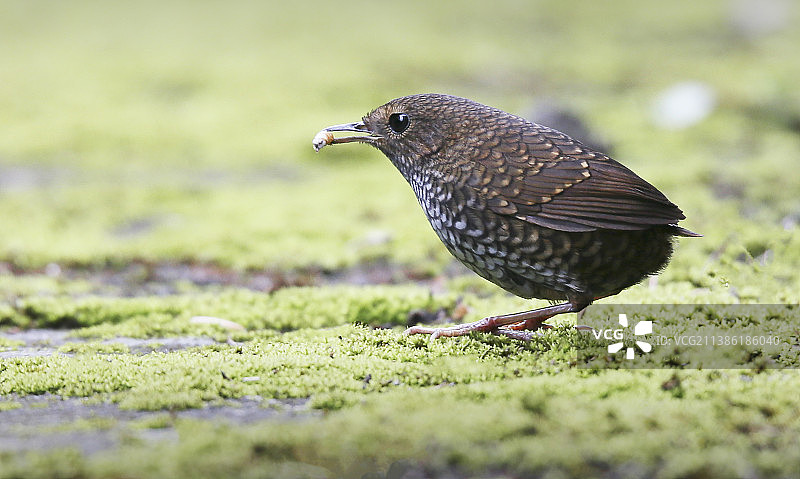 世界自然保护联盟濒危红色物种小鳞胸鹪鹛图片素材