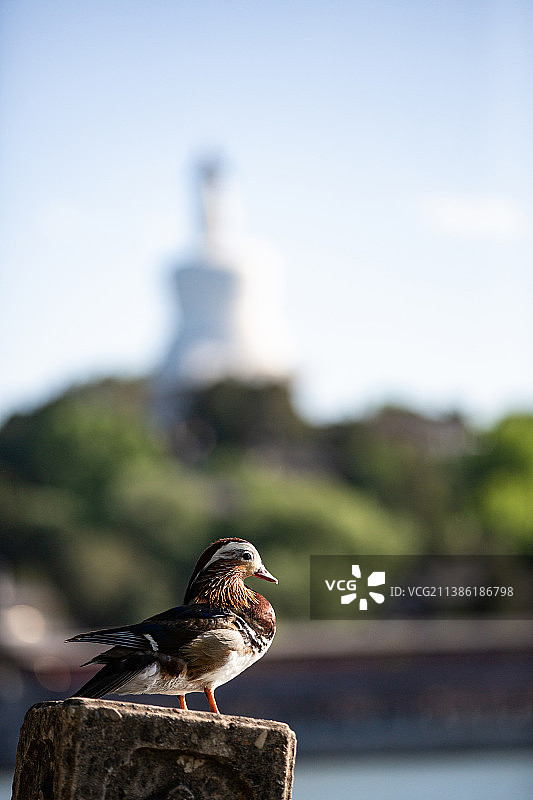 北海白塔与鸳鸯图片素材