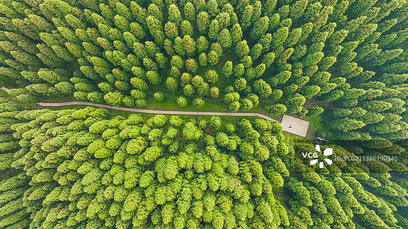 中坝森林图片素材