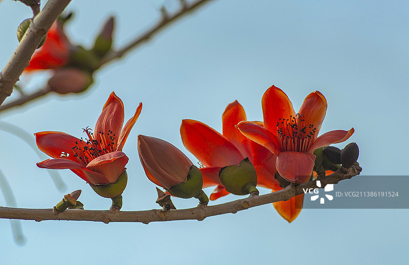 木棉花图片素材
