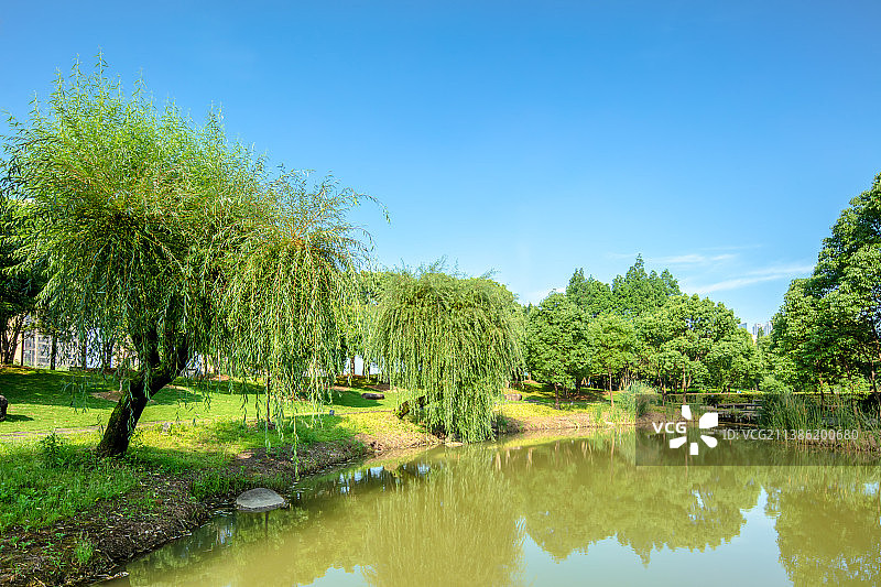 黄岩永宁公园内的湖边垂柳图片素材