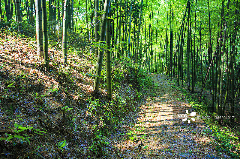 绿色竹林图片素材