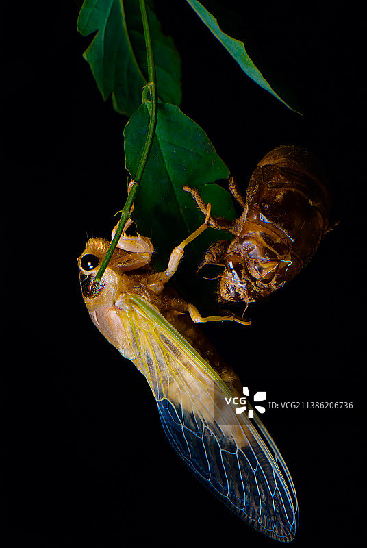 金蝉脱壳 昆虫小品图片素材