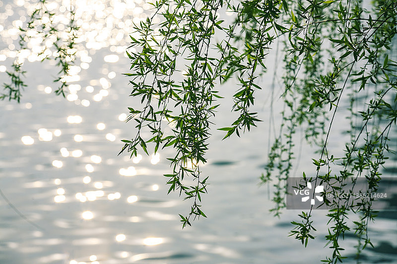 绿色柳芽图片素材