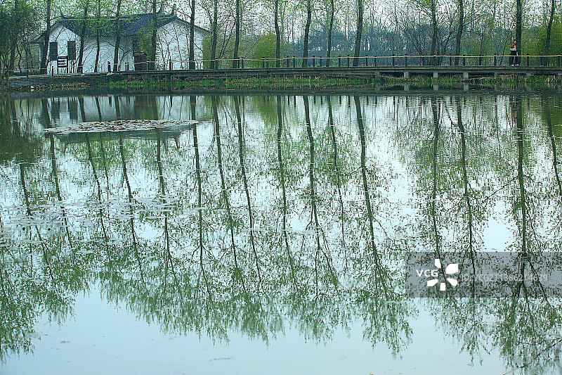溱湖湿地公园图片素材