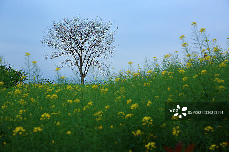 下渚湖油菜花图片素材