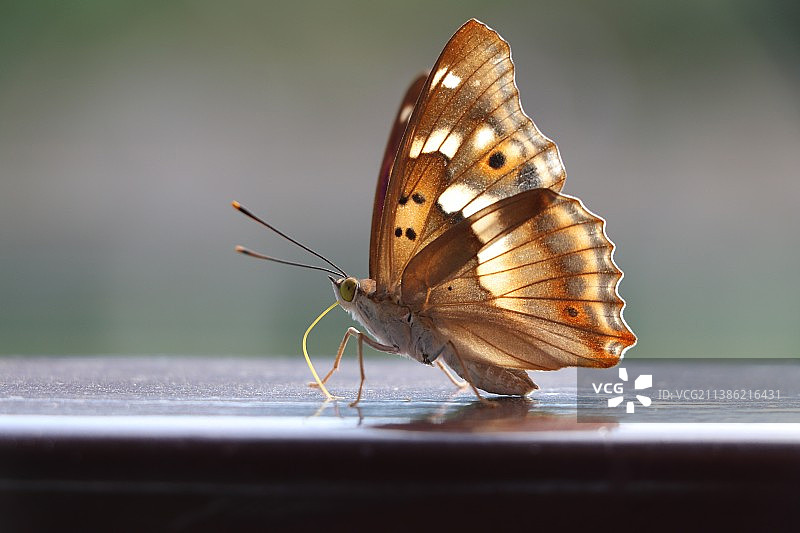 蝴蝶朋友，你好！图片素材