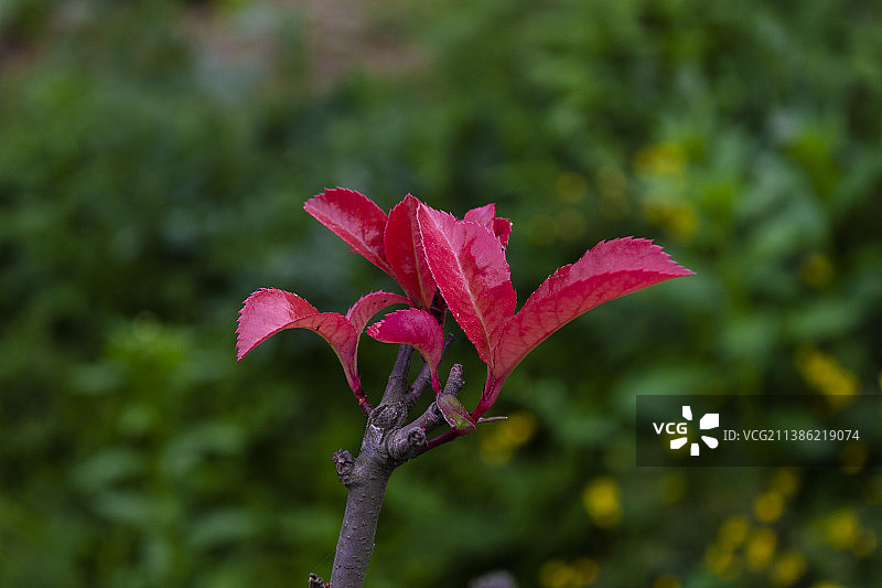 初夏雨后路边一棵石楠漂亮红叶图片素材