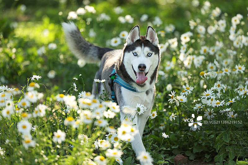 大滨菊间的哈士奇图片素材