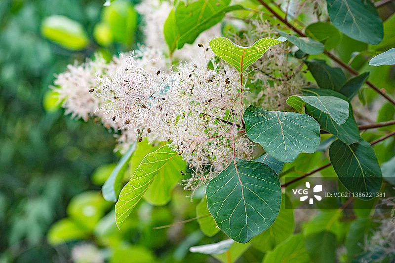 夏天北京山地林中黄栌树开花图片素材