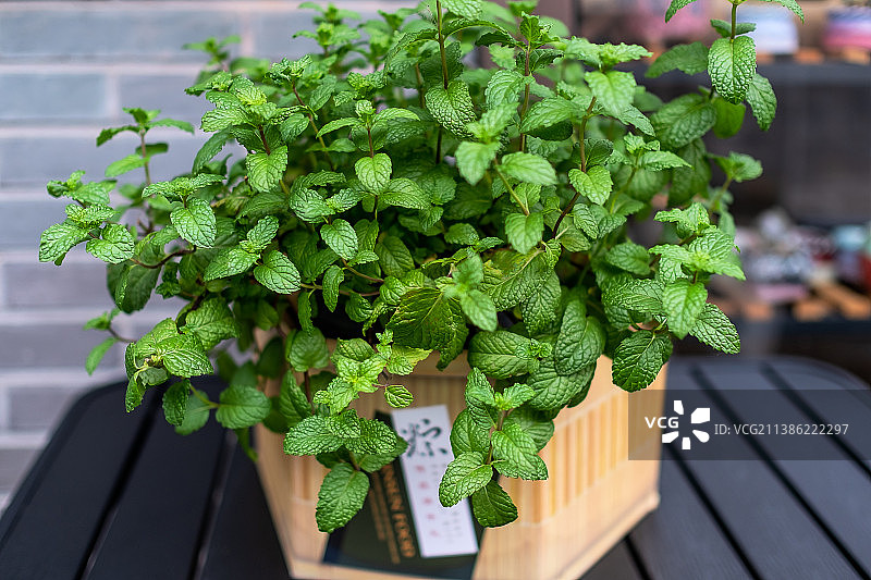 夏日薄荷的盛开图片素材