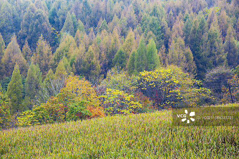 抚松秋色图片素材