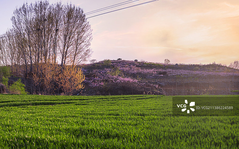 春天的花儿图片素材