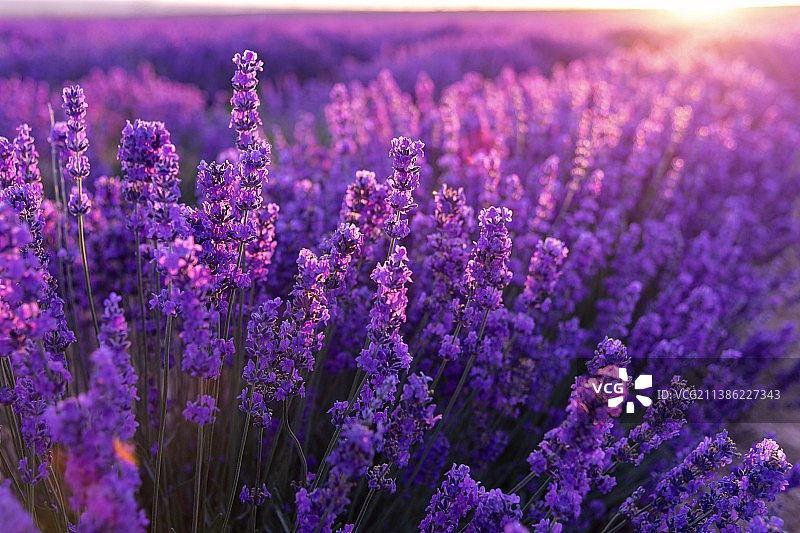 新疆薰衣草基地图片素材