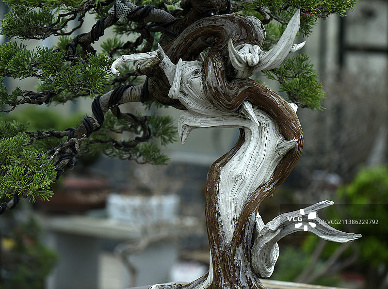 花木盆景的纹理图片素材