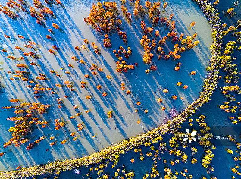 安徽省来安县池杉林秋色图片素材