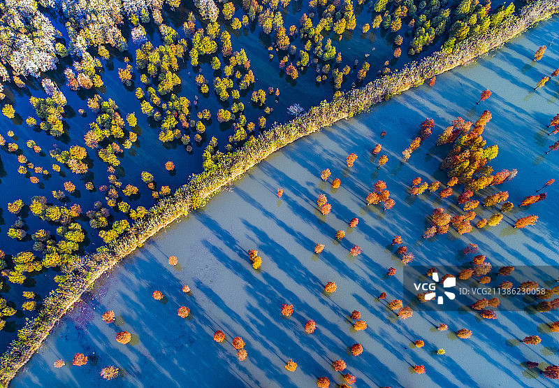 安徽省来安县池杉林秋色图片素材