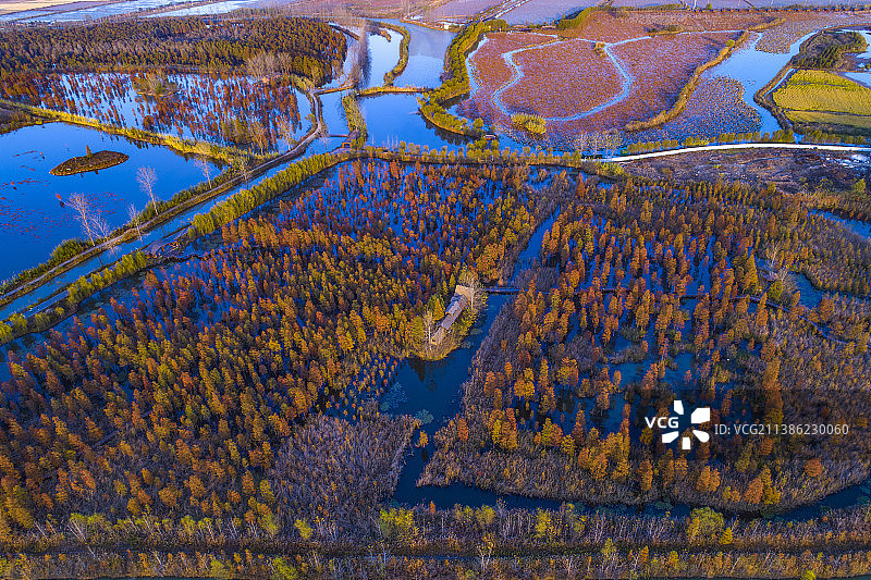 安徽省来安县池杉林秋色图片素材