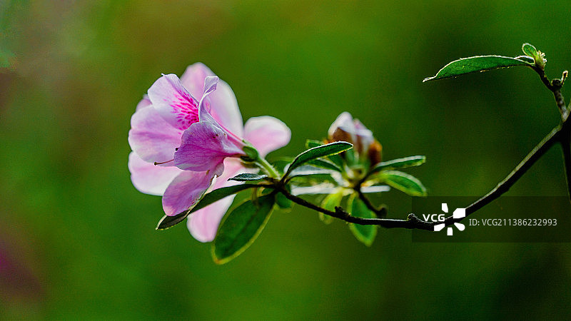 杜鹃花图片素材