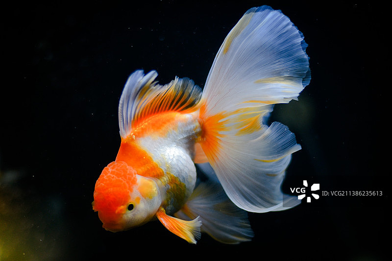 鱼缸中游动的兰寿金鱼特写，印度尼西亚图片素材