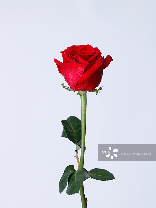 白色背景上，情人节的礼物，红色的玫瑰花图片素材