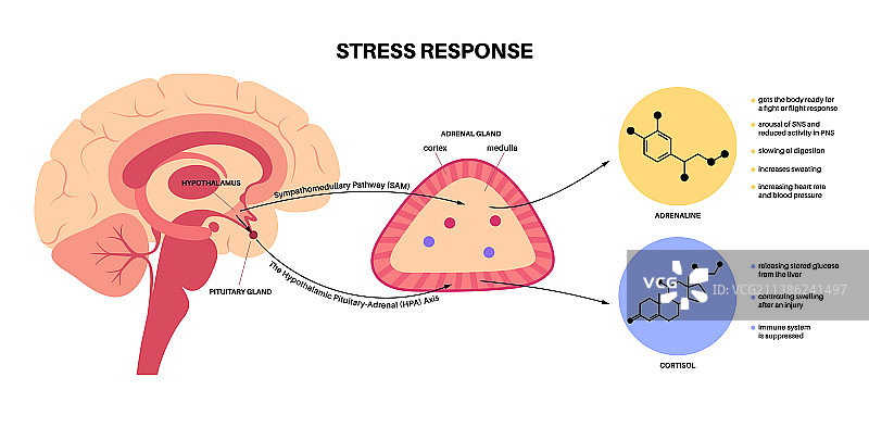 应激反应系统图片素材