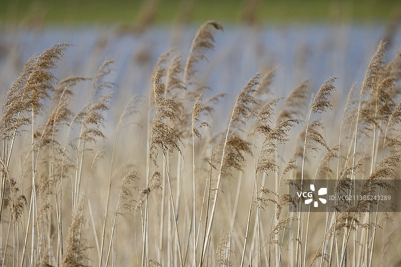 湖边的芦苇丛图片素材
