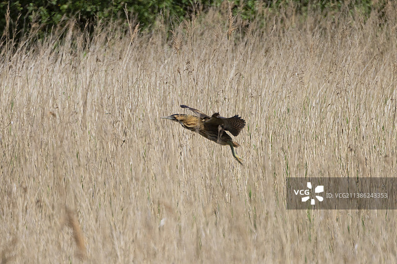 飞入芦苇丛中的麻鳽图片素材