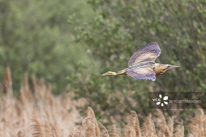 麻鳽飞越芦苇丛图片素材