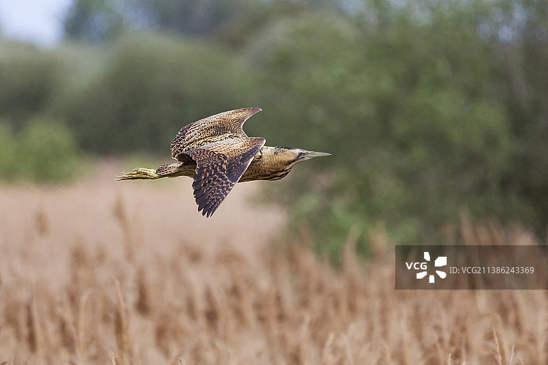 飞过芦苇床的罕见麻鳽图片素材