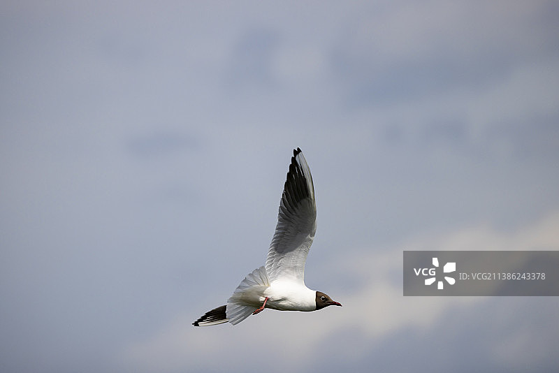 飞行中的黑头鸥图片素材