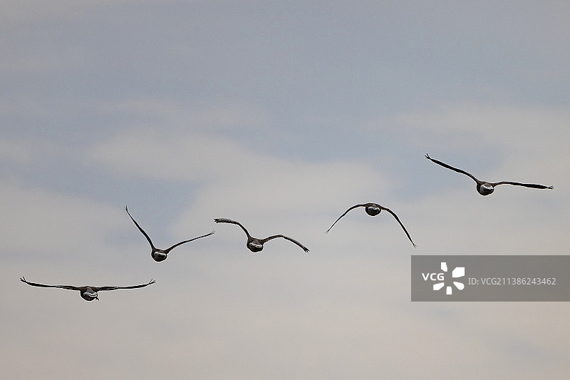 编队飞行的大雁图片素材