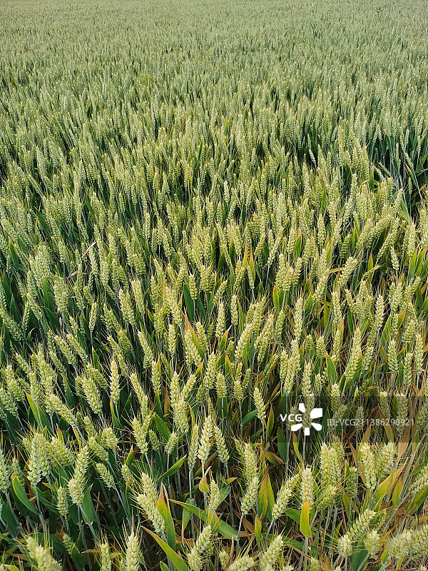 麦田 随着城镇化的发展，麦田越来越少图片素材