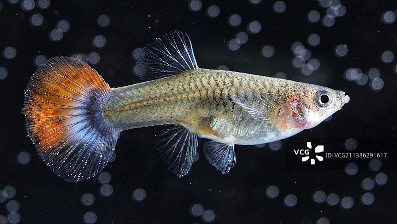 孔雀鱼图片素材