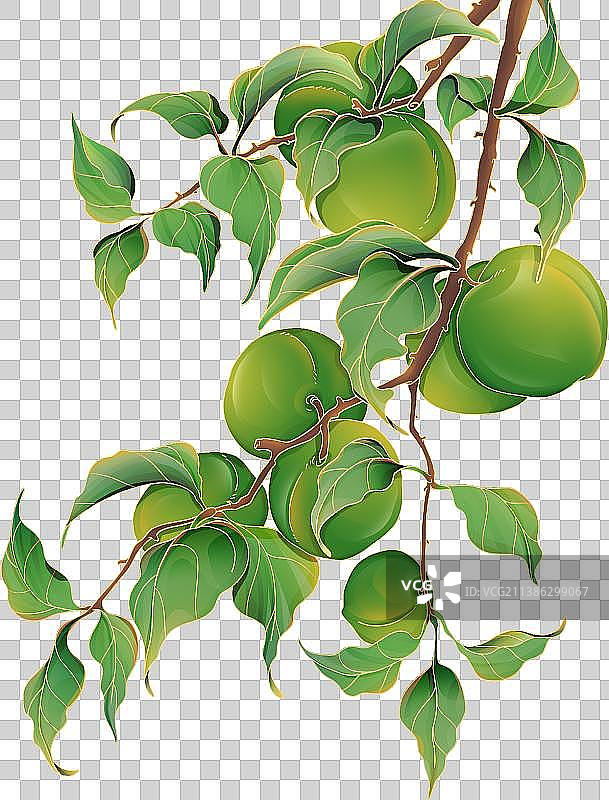 节气插画 青梅图片素材