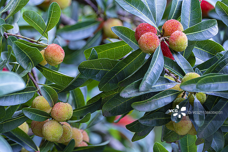 新鲜乌梅，杨梅图片素材