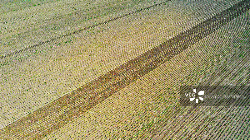 大地吐绿图片素材