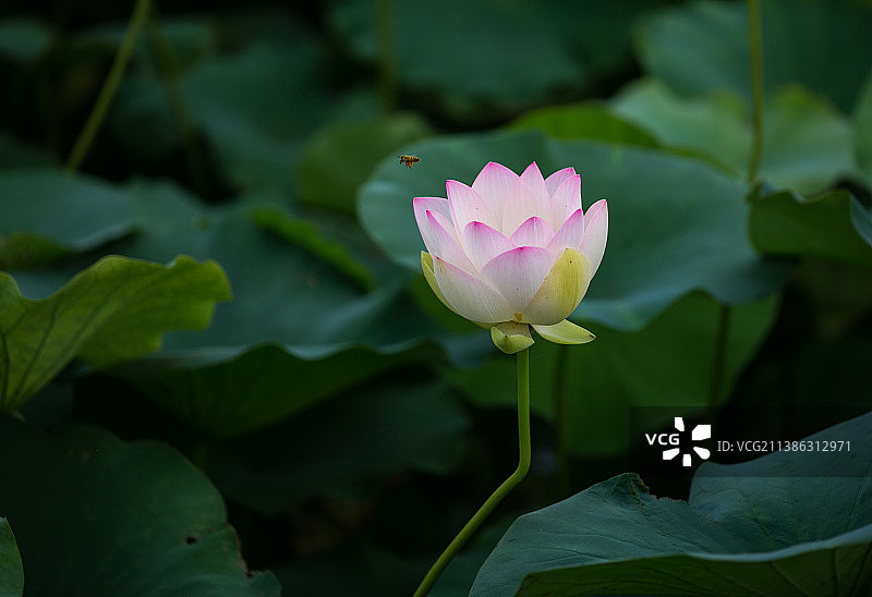 亭亭青莲图片素材