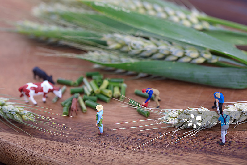 微缩创意收割青小麦为养殖饲料图片素材