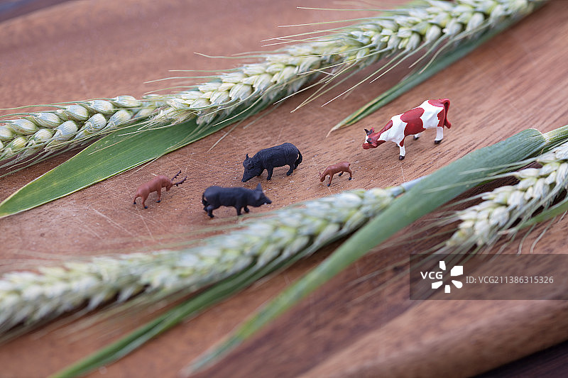 微缩创意青小麦作为饲料图片素材